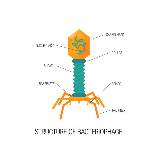 ilustraciones, imágenes clip art, dibujos animados e iconos de stock de icono de virus vector de estilo plano simple. - bacteriófago