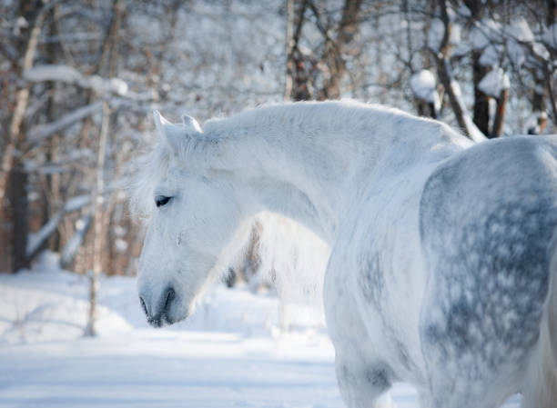 ritratto invernale di cavallo grigio abbagliato - horse winter dapple gray gray foto e immagini stock