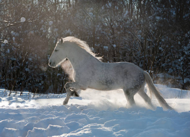 grey dappled horse runs free in winter - horse winter dapple gray gray imagens e fotografias de stock