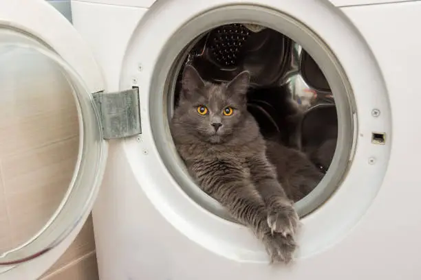 Photo of The domestic cat sits in the washing machine