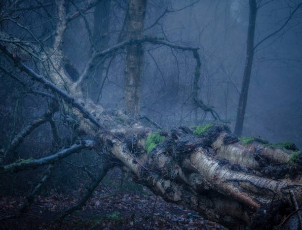 árvore no bosque nebuloso - alderley edge - fotografias e filmes do acervo