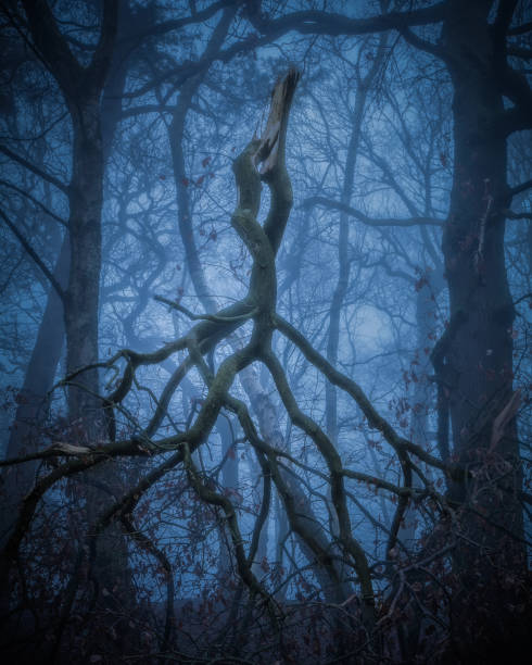 árvore no bosque nebuloso - alderley edge - fotografias e filmes do acervo