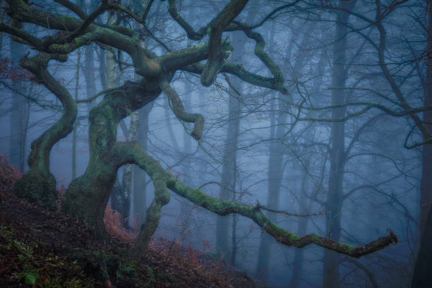 árvore no bosque nebuloso - alderley edge - fotografias e filmes do acervo