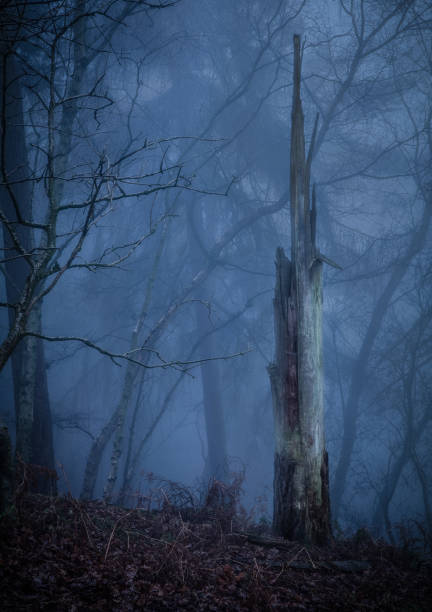 árvore no bosque nebuloso - alderley edge - fotografias e filmes do acervo