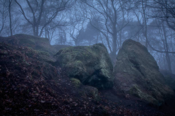 árvore no bosque nebuloso - alderley edge - fotografias e filmes do acervo