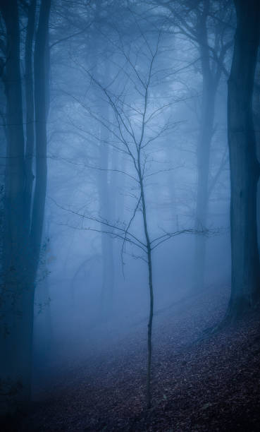 istock Tree in foggy woodland 1093379840
