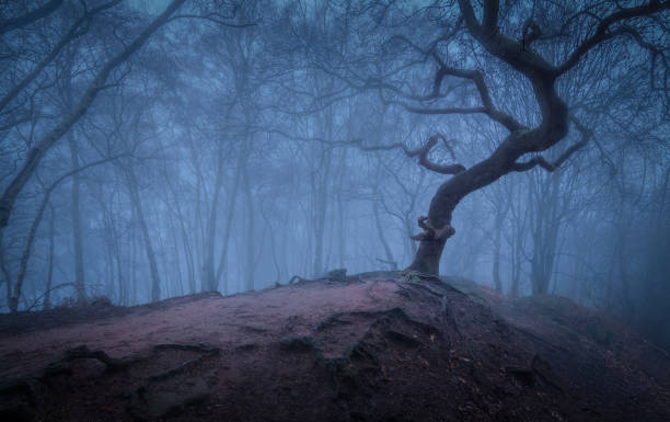 дерево в туманном лесу - alderley edge стоковые фото и изображения