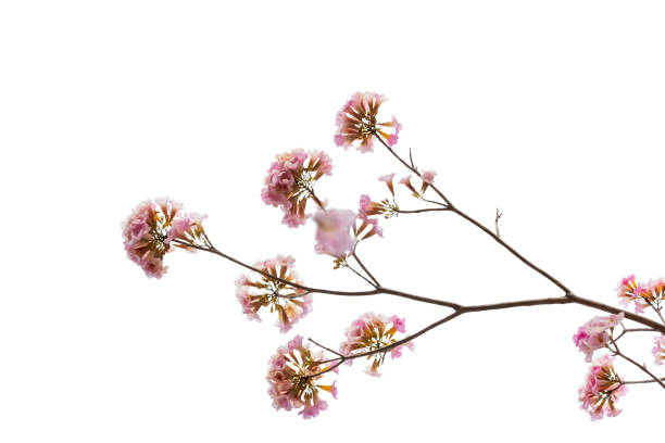 istock Pink flower and tree branch isolated on white background 1093379876