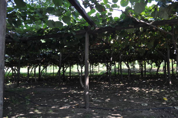 istock The beautiful Agricultural Land 1093381612