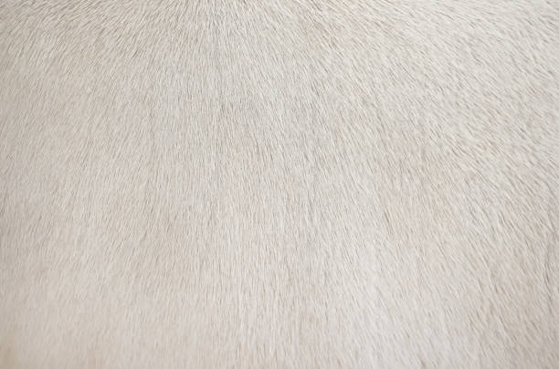 Real white cow  fur clean texture,Natural abstract pattern animal background