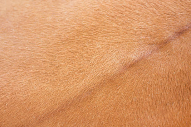 istock Real red cow skin texture,Natural abstract pattern animal background 1093385380