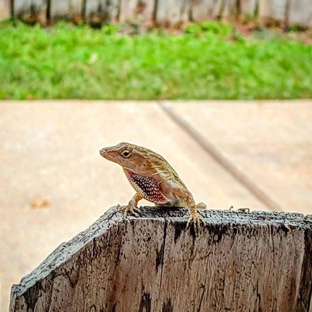 Brown Anole on a Wooden Fence