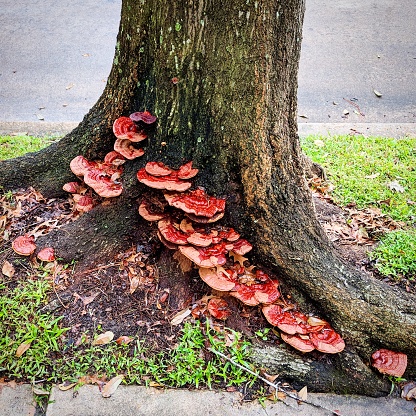 Clusters of red shelf mushrooms grow on an oak tree in the suburbs south of Houston, TX.