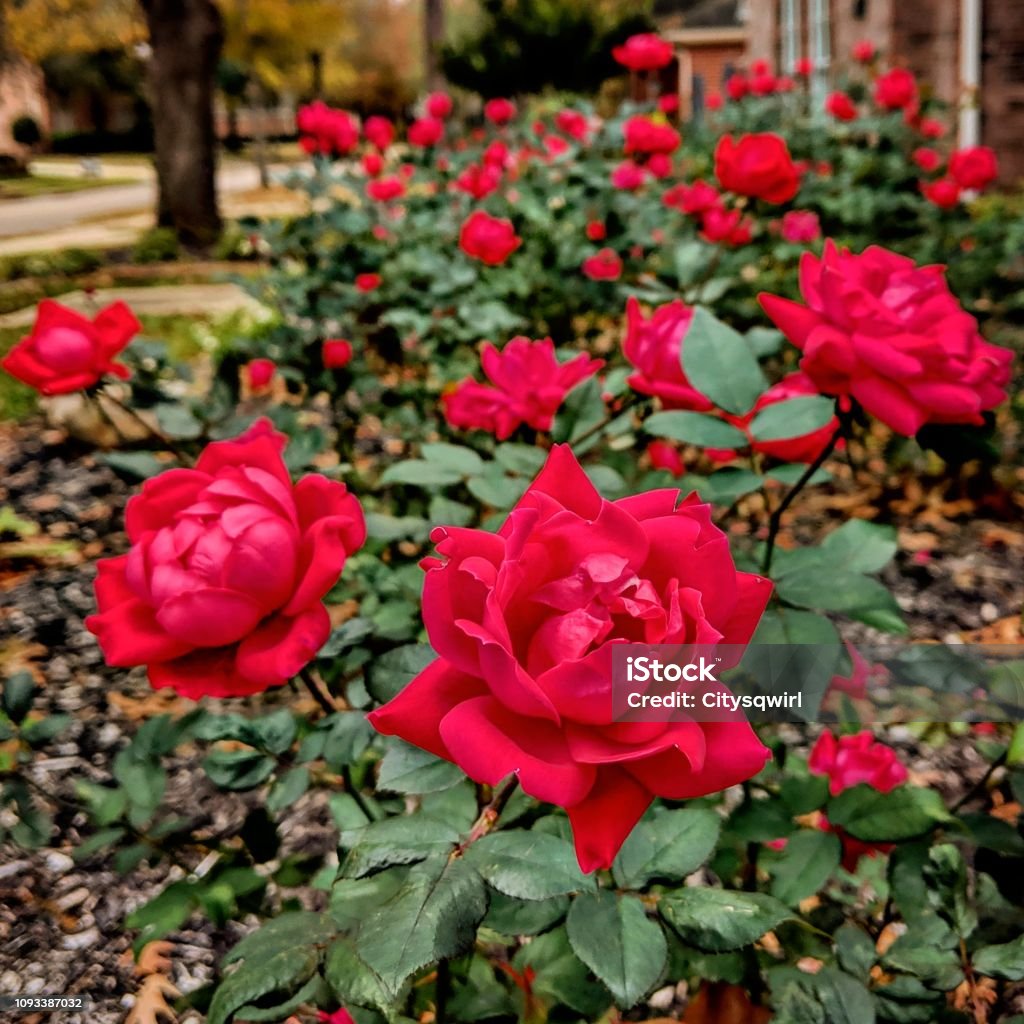 Row of Red Rosebushes Red roses grow on a row of bushes in a Texas suburban front yard in December. Rose - Flower Stock Photo