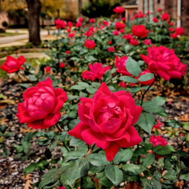Row of Red Rosebushes stock photo