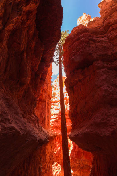 istock Bryce Canyon National Park from the Navajo trail 1093393400