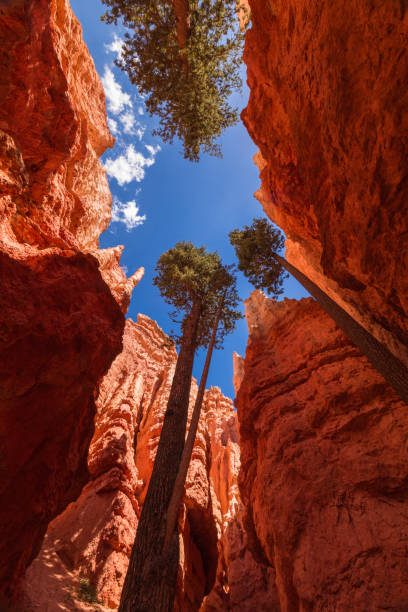 istock Bryce Canyon National Park from the Navajo trail 1093393704