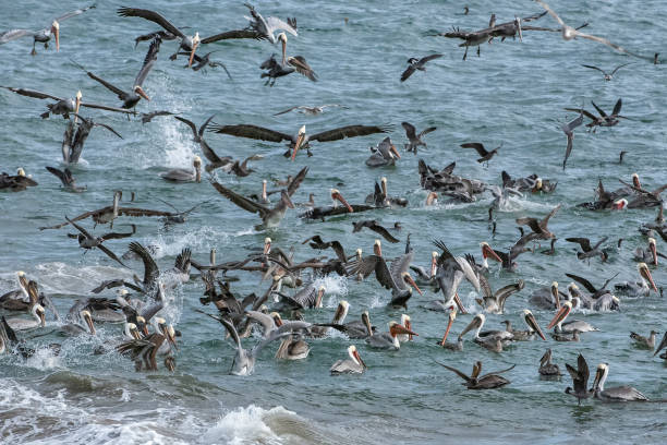 istock Brown Pelicans and Other Birds Foraging for Fish 1093393802