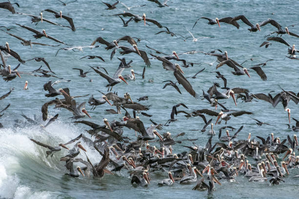 istock Brown Pelicans and Other Birds Foraging for Fish 1093395168