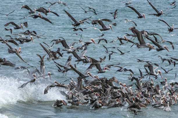 istock Brown Pelicans and Other Birds Foraging for Fish 1093395204