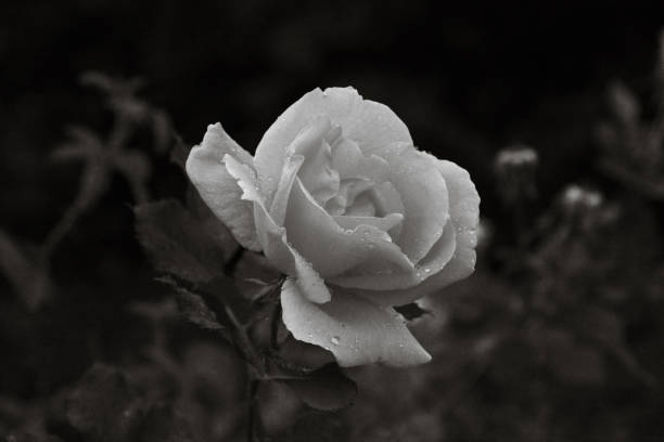 istock Rose Blossom in Rain 1093400402