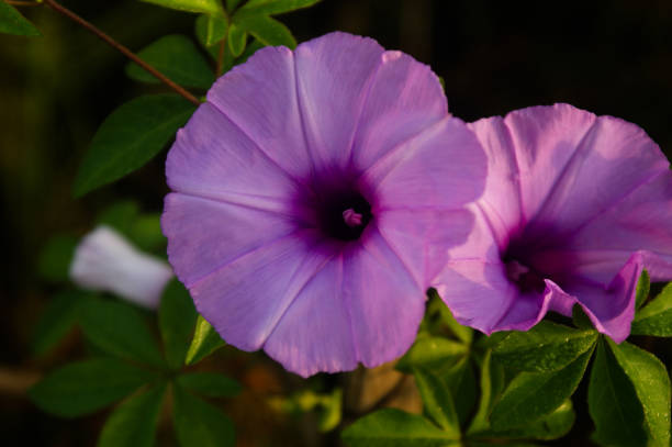 istock Beauty flowers 1093414210