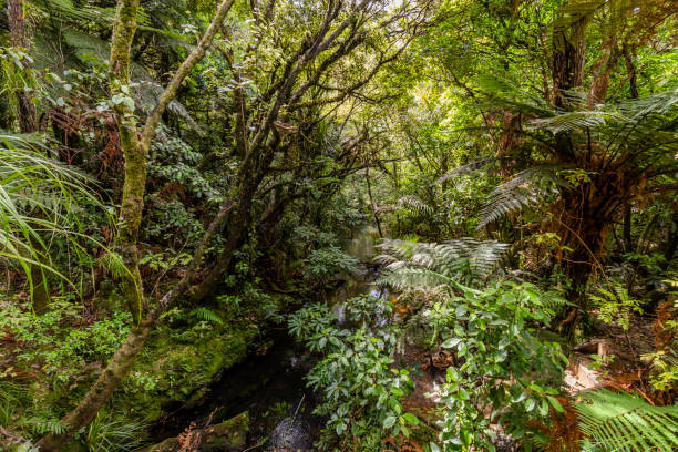 istock Waipoua Forest, New Zealand 1093415380
