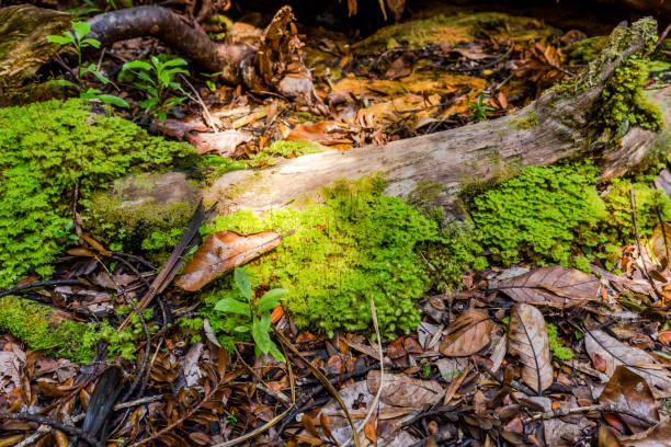 istock Waipoua Forest, New Zealand 1093415406