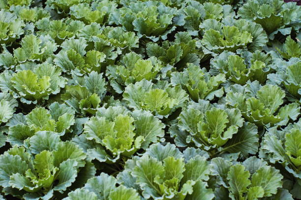 Cabbage ornamental on black solid ground. Cabbage ornamental leaves close up, green color meadow field on black soil ground, decorating plant or vegetable salad menu for diet. cabbage coral photos stock pictures, royalty-free photos & images