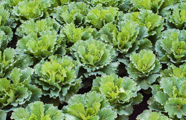 Cabbage ornamental on black solid ground. Cabbage ornamental leaves close up, green color meadow field on black soil ground, decorating plant or vegetable salad menu for diet. cabbage coral photos stock pictures, royalty-free photos & images