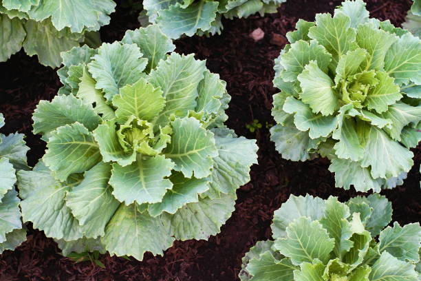 Cabbage ornamental on black solid ground. Cabbage ornamental leaves close up, green color on black soil ground, decorating plant or vegetable salad menu for diet. cabbage coral photos stock pictures, royalty-free photos & images