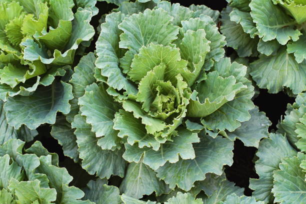 Cabbage ornamental on black solid ground. Cabbage ornamental leaves close up, green color on black soil ground, decorating plant or vegetable salad menu for diet. cabbage coral photos stock pictures, royalty-free photos & images