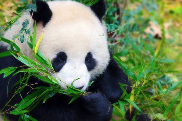 istock cute eating giant panda in Sichuan, China 1093417092