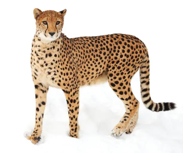 Cheetah on the Snow