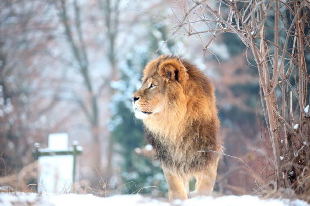 Lion in Warsaw ZOO
