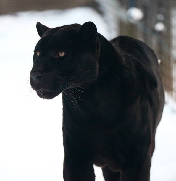 Black Jaguar in Warsaw ZOO