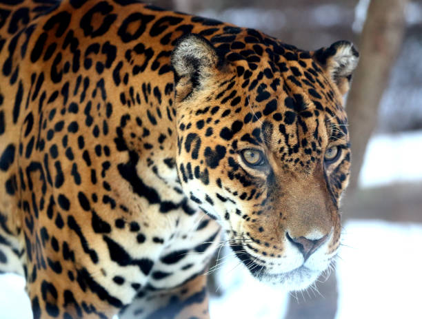 istock Jaguar in Warsaw ZOO 1093420340