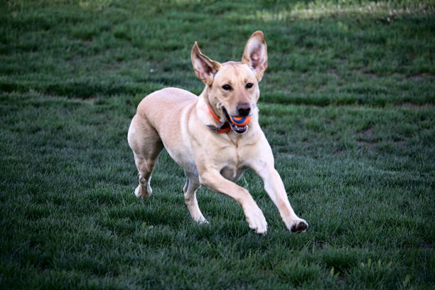 istock Floppy eared Yellow Lab Dog Fetching 1093425498