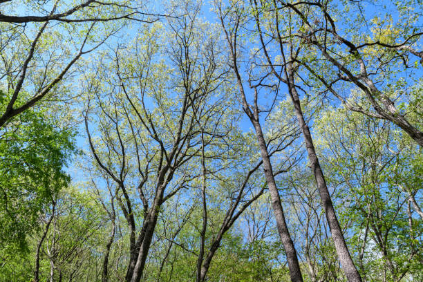 istock New green leaves in Japan 1093427588