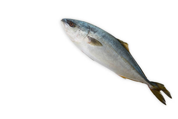pesce hamachi fresco su sfondo bianco. - sashimi white prepared fish hamachi foto e immagini stock