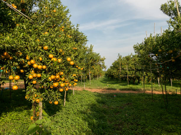 istock Orange farm ready to harvest 1093442334