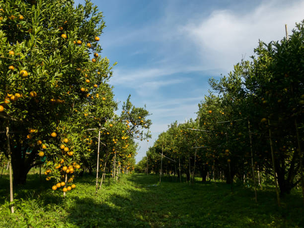 istock Orange farm ready to harvest 1093442540