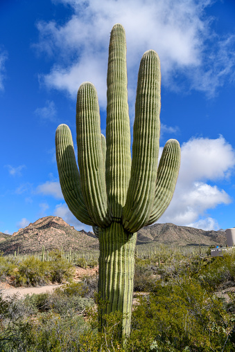 This picture shows a side view of a model cactus garden growing in Tucson, Arizona.  The garden also contains a variety of succulent plants and desert flowers.  Surrounding the plants is gravel.  This garden needs very little water and is perfectly suited for the climate of southern Arizona.