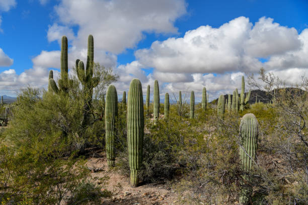 Saguaro Cactus Saguaro National Park, Tucson USA sonoran desert stock pictures, royalty-free photos & images