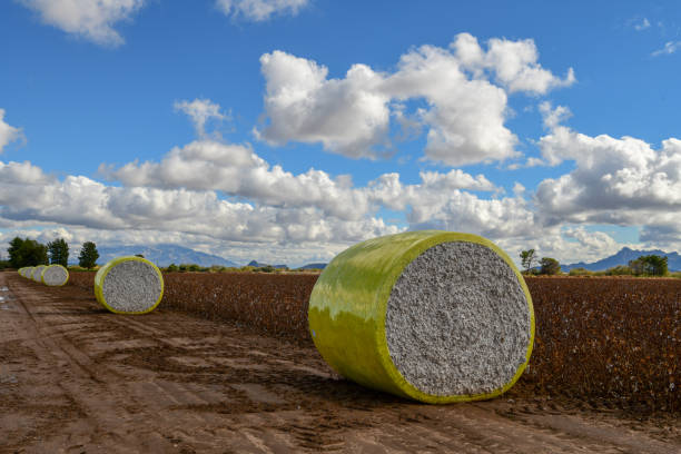 pacas de algodón - cotton photography cloud plantation fotografías e imágenes de stock