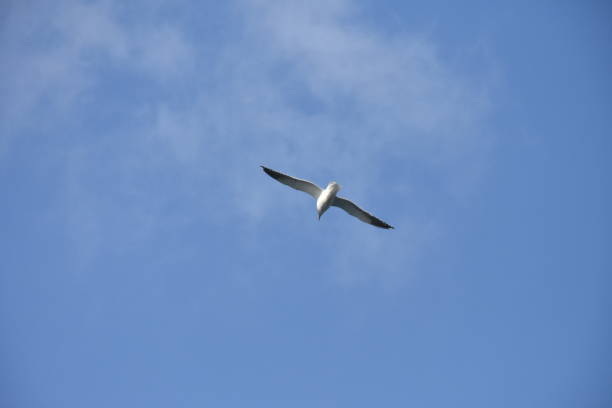 istock birds at winter pacific ocean 1093444150