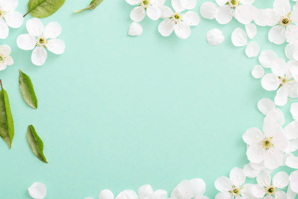 istock cherry flowers on paper background 1093445220