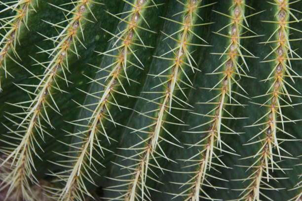 Spiny thorns, cactus plant. stock photo