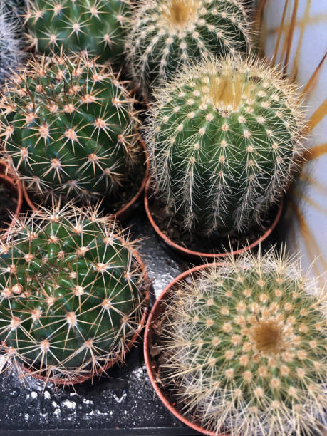istock Cactuses in pots for sale 1093445496