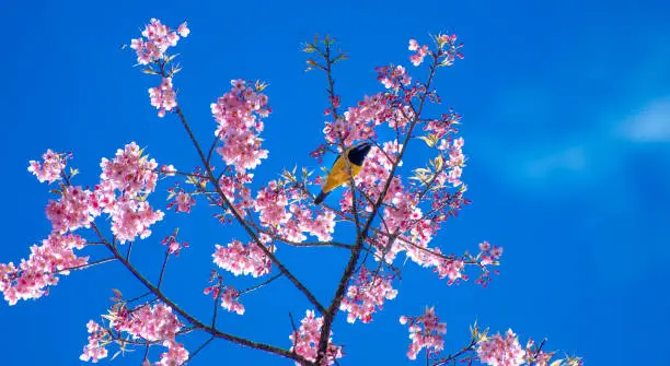 Yellow bird blue background perched on the branches Sakura